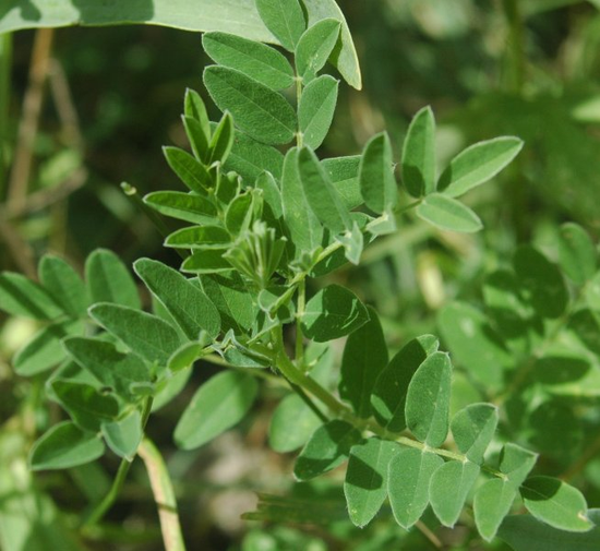 Astragalus Uses Side Effects and Information Welzo